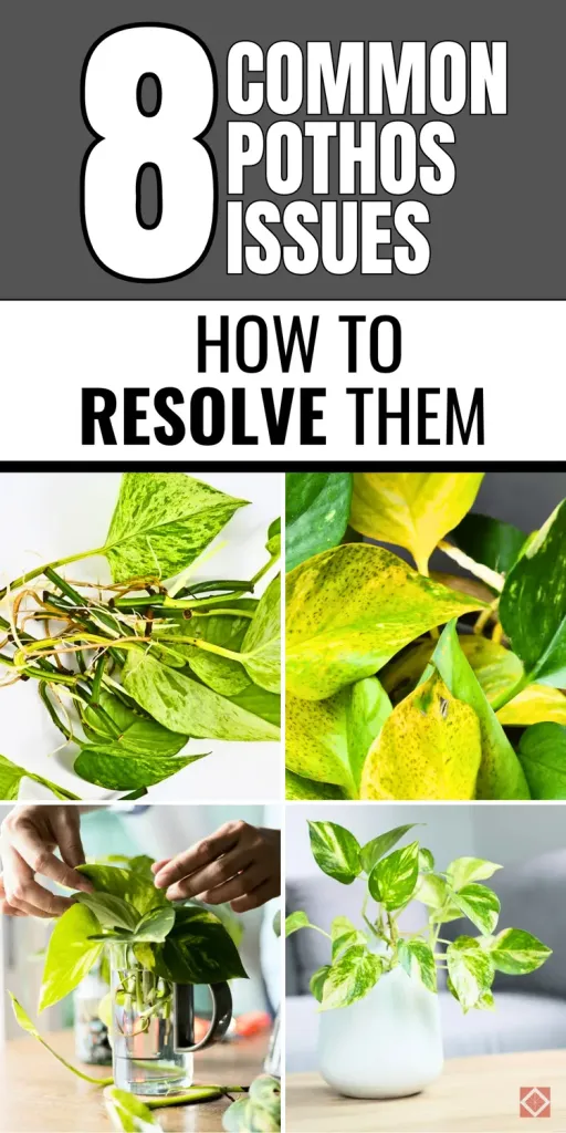 8 Common Pothos Issues and How to Resolve Them | Pothos plant care