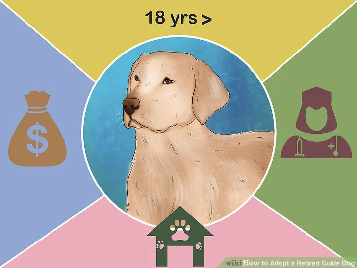 how to adopt a retired K9 dog: The Essential First Steps